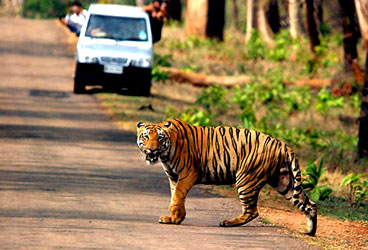 STEPiNN-BANDHAVGARH NATIONAL PARK